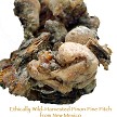 Pinyon Pine Resin - Piñon Pitch 