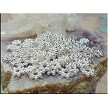 Wholesale Bright Silver Daisy Spacer Beads 7mm Daisy Jewelry Spacers (100) 