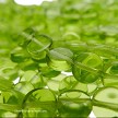 5mm Olivine Czech Glass Coin Beads 