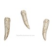 40x10mm White Turquoise Gemstone Horn Talon Bead Pendants 
