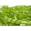 5mm Olivine Czech Glass Dime Beads 