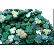 Czech Glass Beads, Leaf Beads, Matte Green with Half AB, 11x13mm 