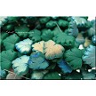 Czech Glass Beads, Leaf Beads, Matte Green with Half AB, 11x13mm 