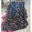 Turritella Slab 
