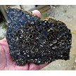 Turritella Agate Slice 