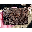 Flowering Obsidian Slice 