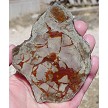 Coprolite Slab 