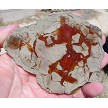 Coprolite Slab 