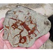 Petrified Dinosaur Shit Slab 