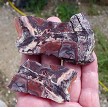 Porcelain Jasper Slices 