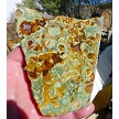 Agatized Rainforest Rhyolite Slab with Druzy 