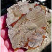 Mushroom Rhyolite Slab 