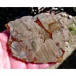Mushroom Rhyolite Slab 