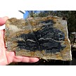 Picasso Jasper Slice 