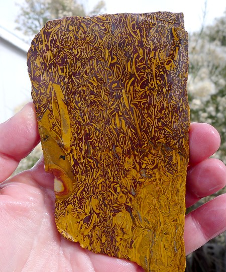Coquina Jasper Slab 123x73x6.2mm 
