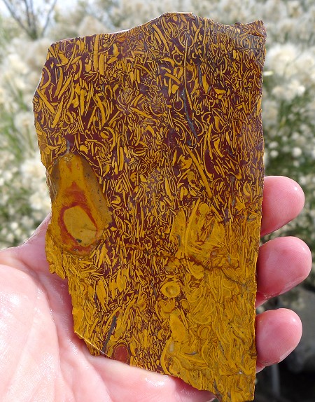 Coquina Jasper Slab 125x72x6.2mm 