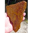 Coquina Jasper Slab 