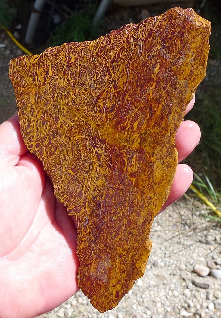 Coquina Jasper Slab 