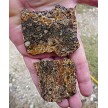 Turritella Slabs 